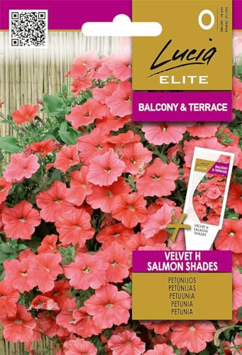 Lucia Elite | Petunien (Surfinien) Velvet H Salmon Shades samen | Blumensamen | Petuniensamen | Gardensamen | Einjährige, hängende, üppig blühende Pflanze | 1 Pack