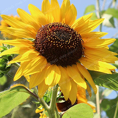 Graines de tournesol fraîches à planter jaune clair paquet de 100 graines