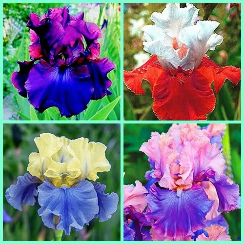 Mixed Bulbi di iris iris di alta qualità facile da colti e buona decorazioniz interno:Seeds only