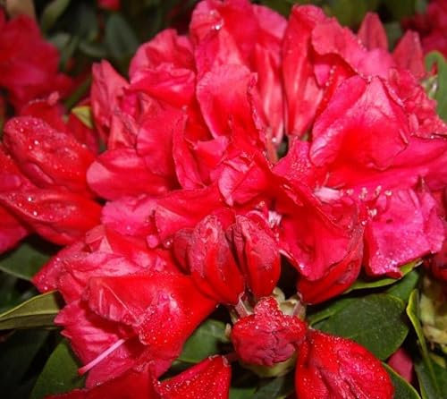 Rhododendron yakushimanum 'Toro Toro' Japanische Azalee 30-40 cm winterhart Freilandaufzucht