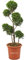 KENTIS - Cupressocyparis Leylandii Castlewellan Gold - Zypresse Pompon - Echte Winterharte Pflanzen für Garten - H 90-110 cm Topf Ø 24 cm