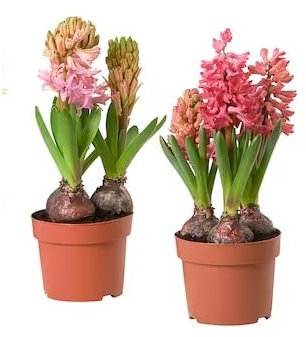 DECOALIVE | Pack 2 Bulbos | Hyacinthus Orientalis | Bulbos de Jacinto