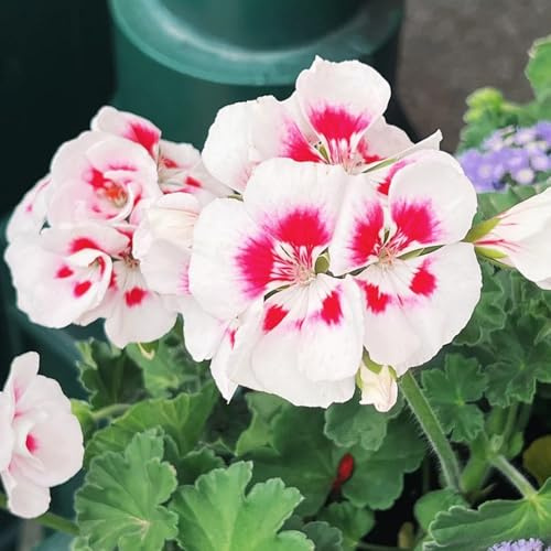 stehende geranien, pelargonium bodendecker winterhart mehrjährig blumenwiese, herbst deko kräuterpflanzen balkondeko 220samen