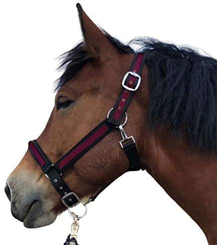 Halfter für Pferde Kaltblut | Halfter xxfull, Stallhalfter| Halfter verstellbar 2 Fach an Kinnriemen & Genickstück (Schwarz-Bordeaux, XXFull (Kaltblut))