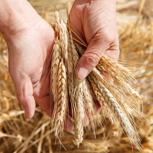 semi di grano - invernali resistenti per il giardino di antichi di invernali biologici di vecchie varietà 100pcs