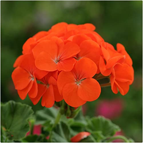 Geranium Horizon Orange Pelargonium Plug Plants x 6 Annual Bedding and Basket