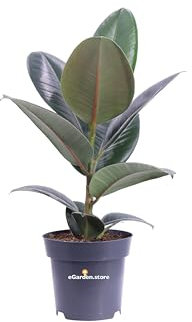 Pianta di Ficus Elastica Robusta Pianta di Fico del Caucciù pianta da interno pianta ornamentale di Ficus Robusta pianta da arredo pianta vera venduta da eGarden.store (Vaso 14 cm)