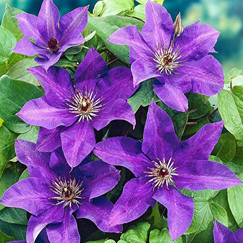 Clematis The President Hardy Garden Climber Plant Flowering Outdoor Shrub in Pot (5 Litre Pot, 100-120cm)