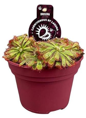 Drosera Aliciae – Rocío del sol – Ø 12 cm – Planta carnívora – Planta de interior para repeler insectos y decoración, fácil de limpiar y fascinante