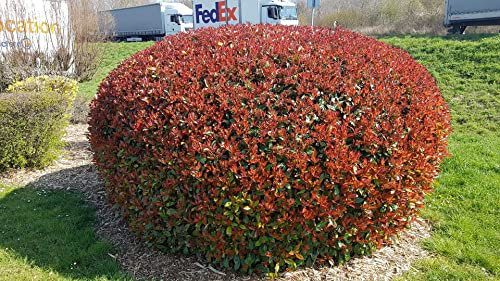 Photinia x fraseri 'Red Robin' / Photinia de Fraser 'Red Robin' / Conteneur de 7 à 10 litres