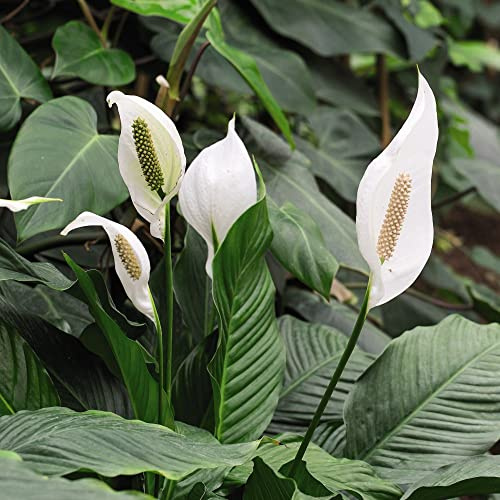 Peace Lily Spathiphyllum 'Torelli' – Elegant Air-Purifying House Plant with Glossy Leaves and White Blooms in 3X 12cm Pots by Thompson and Morgan