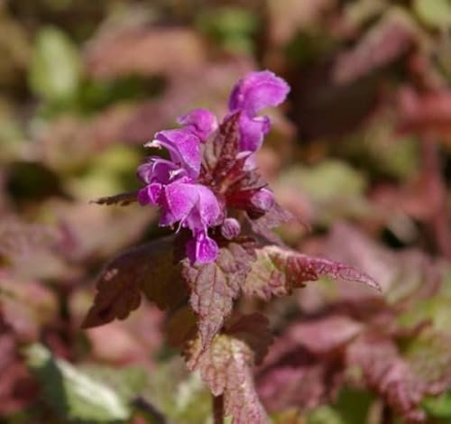 Gefleckte Taubnessel - Lamium maculatum - Blumenstaude Verpackungseinheit 1
