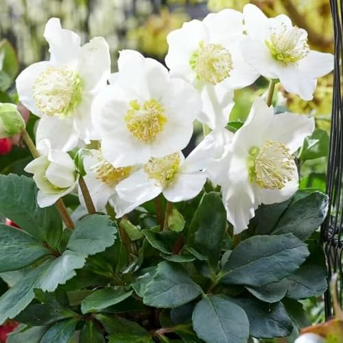 christrosen winterhart frühlingsblumen bonsai zimmerpflanze balkondeko blumensamen mehrjährig winterhart indoor garden christrosen stauden 100samen