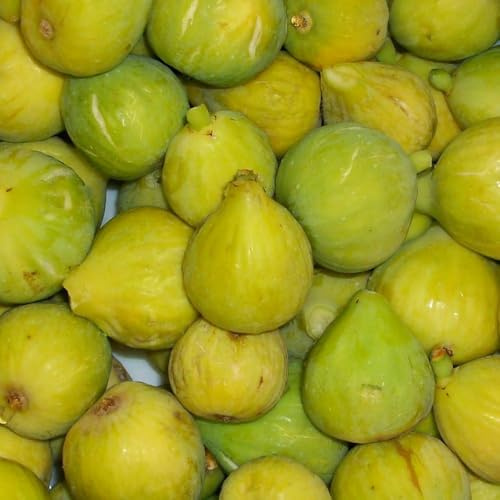 PIANTA DA FRUTTO FICO DOTTATO in vaso 20 età 2/3 anni