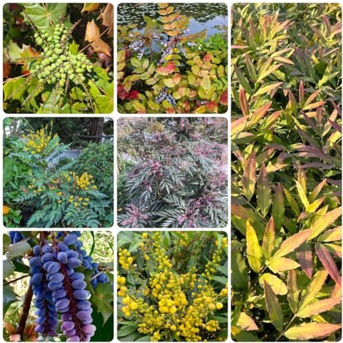 mahonie frühlingsblumen indoor kräutergarten Mahonia fortunei gartenkräuter für sonnige plätze zimmerbonsai kräutersamen herbstblumen winterhart exotische gartenblumen wildblumensamen 100samen