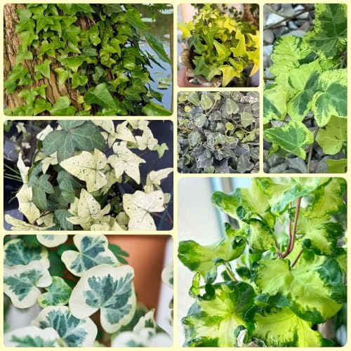 semi di edera, le rampicanti sono resistenti Semi di edera a crescita rapida - per esterno decorazione vegetale da parete 300pcs