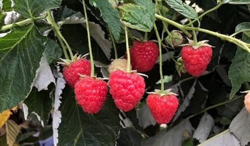 Frambuesa roja (maceta 2 litros) - Arbusto frutal vivo