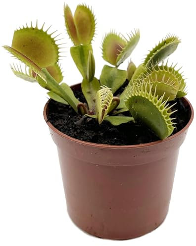 Fangblatt - Dionaea Muscipula 'Flexx' - besondere Venusfliegenfalle mit schmalen langen Zähnen - Ø 9 cm Topf - fleischfressende Pflanze