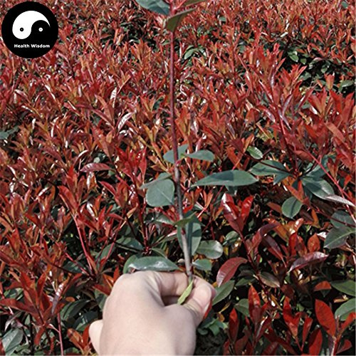 Vendita semi di Photinia Serrulata Albero 50 pezzi Flora Rosso Robin per Heather Shi Nan