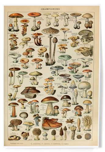 Lantern Press 8x12 Art Print, Mushrooms, C, Vintage Bookplate, Adolphe Millot Artwork