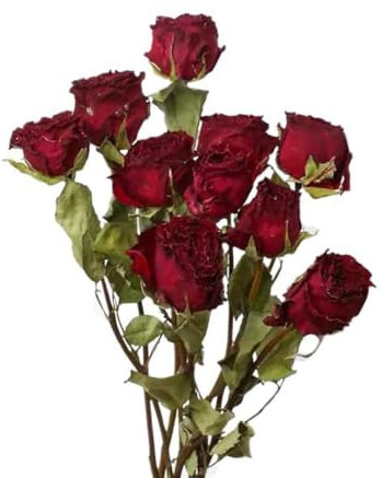 TooGet Natural Dried Flowers Bouquet, 10 Pcs Red Dried Roses for Wedding Decoration and DIY Wreath Floral Home Decor