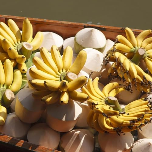bananenpflanze zimmerpflanze säulenobst bananenbaum winterhart bananensamen dachbegrünung bananenpflanzen pflanzensamen zimmerpflanzen exotische balkon deko 200samen