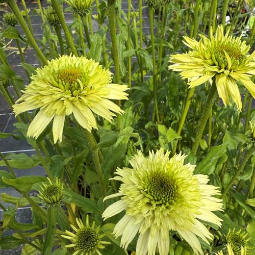 GARTEN SCHLÜTER® Purpur-Sonnenhut ‚Honeydew‘ - 9 cm Topf | Echinacea purpurea - außergewöhnliche Blütenform - hellgrüne Blüten