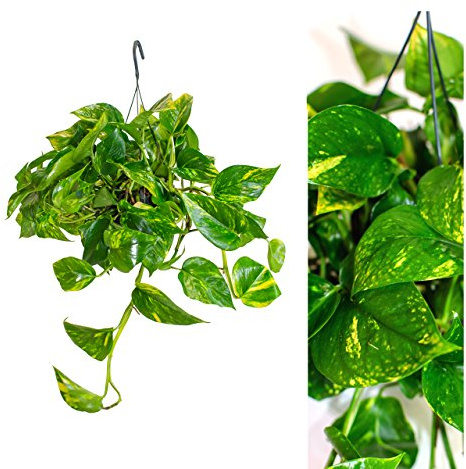 Interflowers Scindapsus Epipremnum Efeutute in verschiedenen Grössen und Formen - am Moosstab, hängend als Ampel oder im Topf Zimmerpflanzen, hängepflanze echt, zimmerpflanze (1 Ampel)