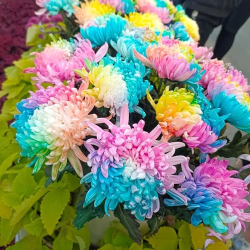 crisantemos de otoño, resistentes, decoraciones de jardín para exteriores decoración balcones semillas crisantemo en extremadamente 100pcs