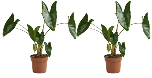 Bloomique - Alocasia Zebrina - Elefantenohr - Zimmerpflanzen - Luftreinigend - Höhe 50-70 cm - 17 cm Topf