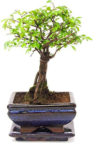 Home Decor Bonsai Tree with Pot and Tray – for Bedroom - Office, Very Easy to Care for. - 15cm to 25cm High