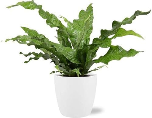 Microsorum Diversifolium – Känguru-Farn – Zimmerpflanze Ø17cm 45cm – Mit Topf Brüssel Weiß Ø18x17cm – Vielseitiges, dekoratives Laub – Pflegeleicht & robust