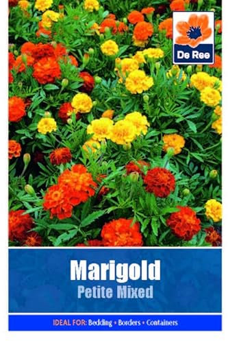 Flower Seeds Marigold Petite Mixed - 100 Seeds Packet Plant Bedding Borders Containers Pots Grow Your Own Garden Plant Seed
