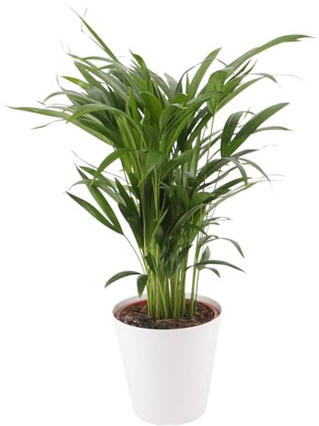 Goldfruchtpalme, Areca-Palme, echte Zimmerpflanze, Topfgröße 17 cm, Höhe circa 60 cm, Zimmerpflanzen für die Wohnung oder das Büro, pflegeleicht und luftreinigend, Pflanzenversand