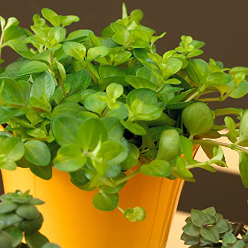 Peperomia rotundifolia Zimmerpflanze | Hängender Zierlicher Zwergpfeffer