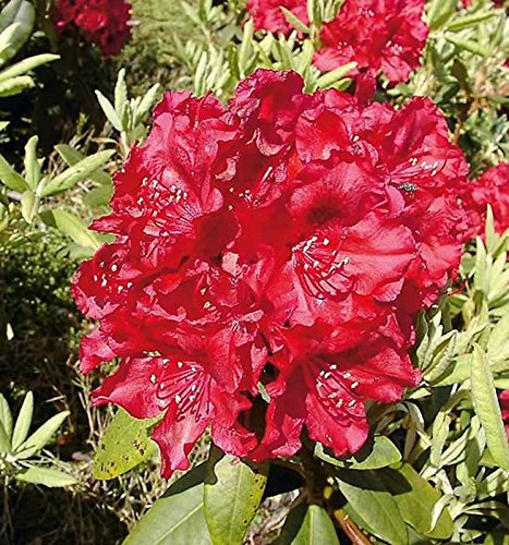 INKARHO - Großblumige Rhododendron Erato 50-60cm - Alpenrose