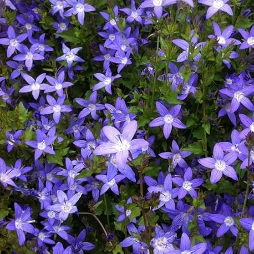 6x Hängepolster Glockenblume - Campanula poscharskyana - Topf 9x9cm