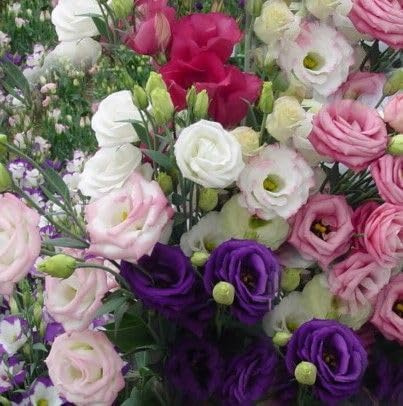 55-Count Lisianthus Flower Seeds – Colorful Eustoma Mix (May-June Sowing)