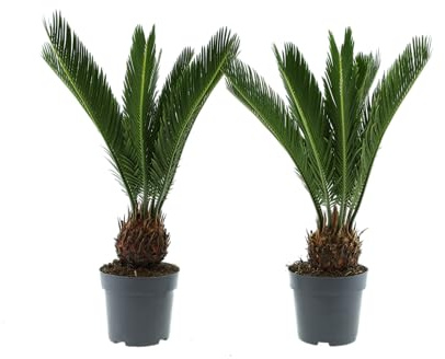 Cycas Revoluta (Sagopalme) Zimmerpflanze – Exotische Palme für Innenräume, Pflegeleicht & Langlebig (1, 50-60 cm)