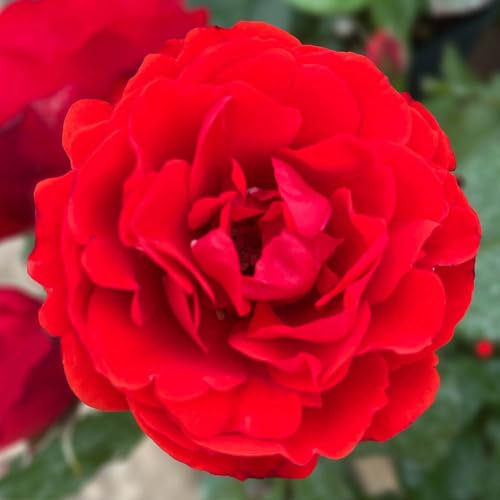 Harkness Roses 'Remembrance' Red Rose, Established Plant in 4 Litre Pot, Ready to Plant
