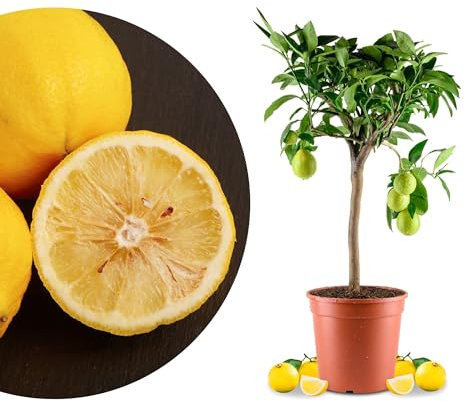 Meine Orangerie Bergamotte Mezzo - Citrus bergamia - Bergamotto - echter Citrusbaum im 6,5-Liter Topf - fruchtreifer Zitrusbaum in Gärtnerqualität