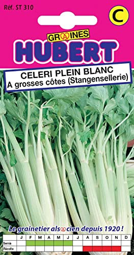 Graines de Celeri Plein Blanc a grosses côtes - 0,5 grammes