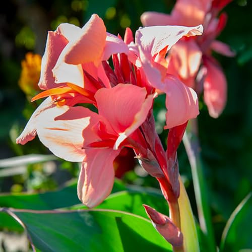 Bulbes (Rhizomes) de CANNA INDICA | Bulbes des meilleurs producteurs néerlandais | Sélection exclusive et contrôle qualité | Floraison garantie dès la première année. (1 Canna Pink Princess)
