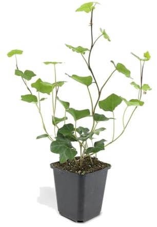Edera Irlandese Hedera Hibernica, per Siepe, Verde, Set da 60, 10-25 cm