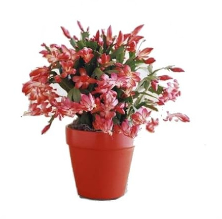 Cactus de la Navidad con Maceta de Cerámica DECOALIVE Planta con Flores de Colores