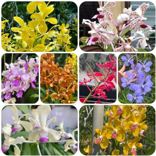 Orchidea Vanda - giardino, balcone resistenti esterno in vaso balcone insoliti in vaso recisi di selvatici esotici 200semi