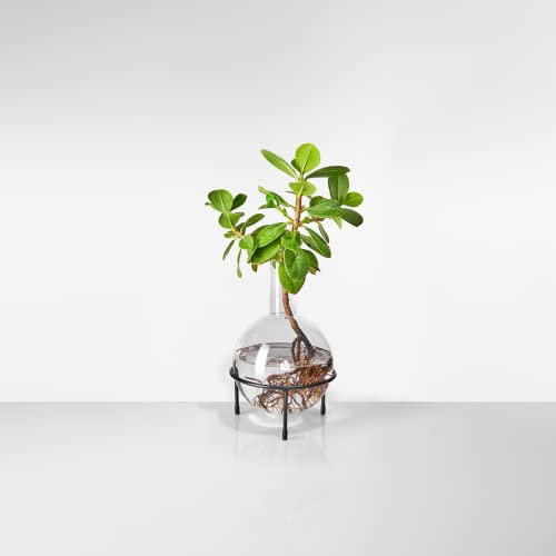 Plant Home Blumentopf aus Glas - Größe M mit elegantem Dreifuß - außergewöhnlich für Pflanzen in Hydrokultur