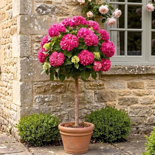 YouGarden Hydrangea 'Pink Mophead' Standards, Pair of Established Standard Trees in 18cm Pots, Approximately 80-100cm Tall, Ready to Plant, Grow in Garden Borders or Patio Pots
