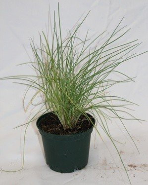 Cebollino (maceta 10,5 cm Ø) - Planta viva - Planta aromatica