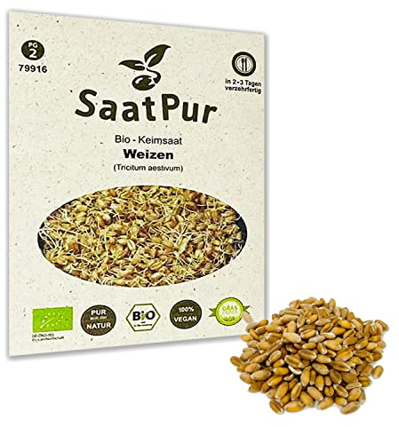 Weizen BIO Keimsprossen von SaatPur - Keimsaat für Sprossen - 75g